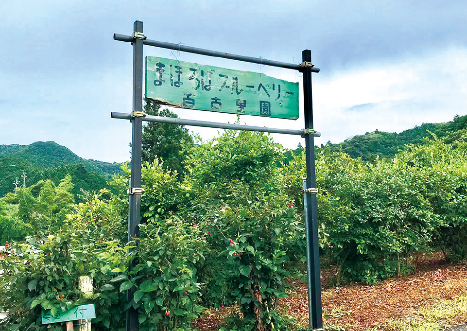 まほろばブルーベリー園・百古里