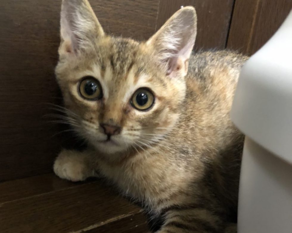 エンジンルームに猫が入って出てこない場合の救出法