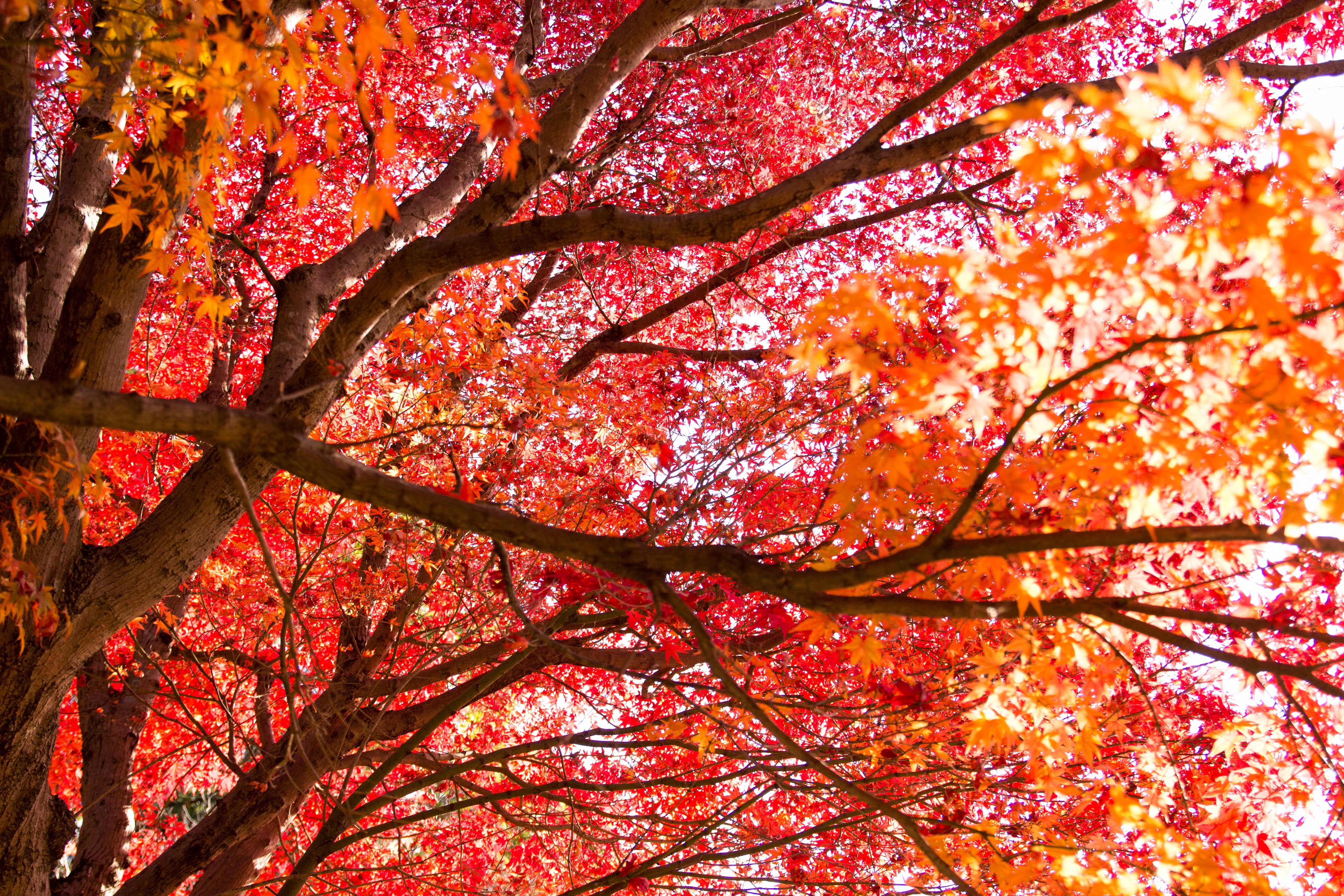 秋をドライブで贅沢に満喫 静岡県西部の紅葉スポット２選