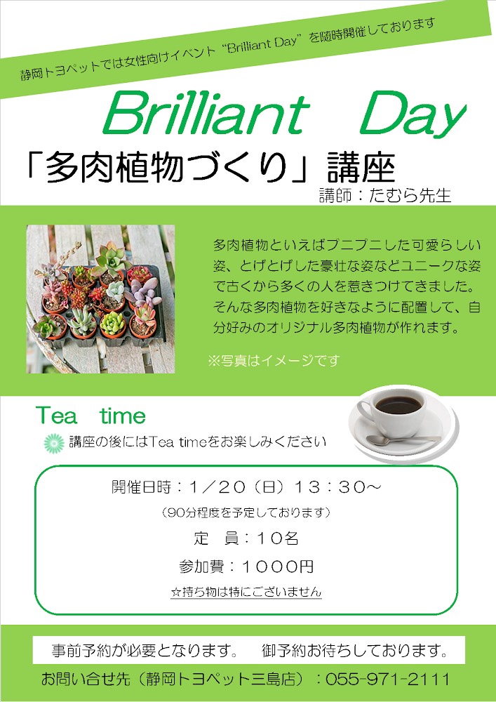 三島市でイベントを楽しもう 大人気 多肉植物づくり開催