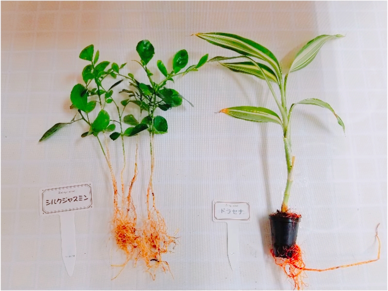 土を使わないおしゃれな観葉植物 話題のハイドロカルチャーとは