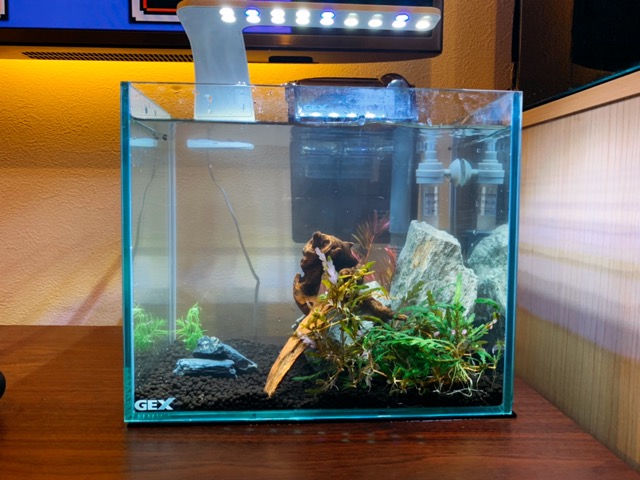 アクアリウムをはじめてみよう 水槽を立ち上げてみた Part1