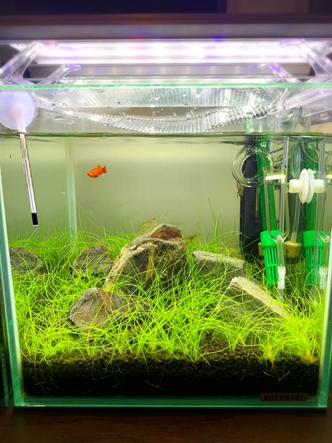 アクアリウムをはじめてみよう 水槽を立ち上げてみた Part2