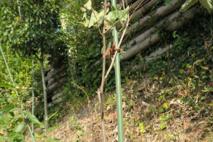 しずおか未来の森サポーター協定「賤機山の植樹活動」